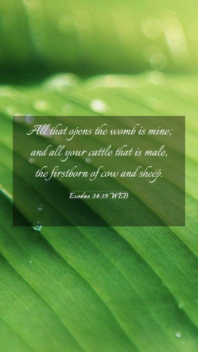 Picture 03 - Exodus 34:19 WEB Mobile Phone Wallpaper - All that opens the womb is mine; and all your - Mobile Bible Verse Wallpaper
