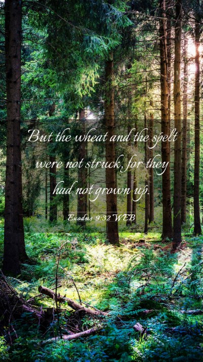 Picture 03 - Exodus 9:32 WEB Mobile Phone Wallpaper - But the wheat and the spelt were not struck, for - Mobile Bible Verse Wallpaper