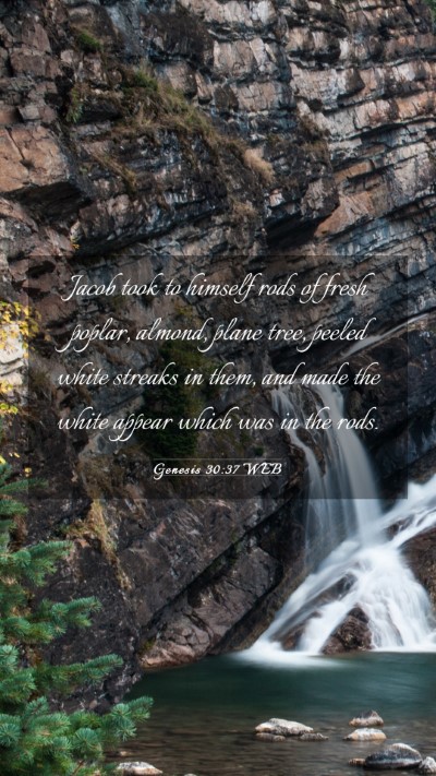 Picture 03 - Genesis 30:37 WEB Mobile Phone Wallpaper - Jacob took to himself rods of fresh poplar, - Mobile Bible Verse Wallpaper