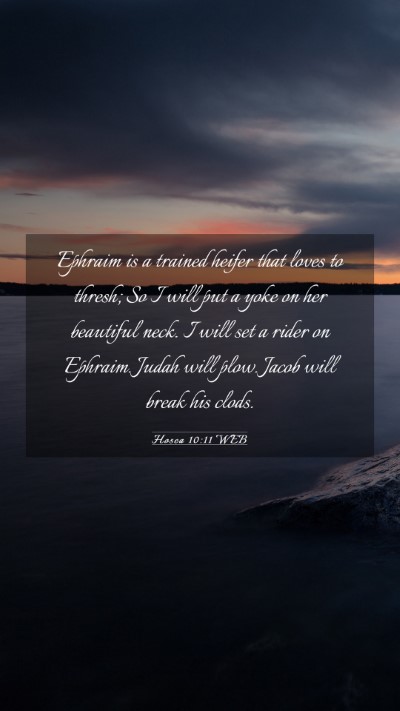 Picture 03 - Hosea 10:11 WEB Mobile Phone Wallpaper - Ephraim is a trained heifer that loves to thresh; - Mobile Bible Verse Wallpaper