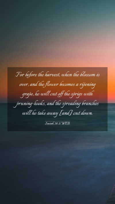 Picture 03 - Isaiah 18:5 WEB Mobile Phone Wallpaper - For before the harvest, when the blossom is over, - Mobile Bible Verse Wallpaper