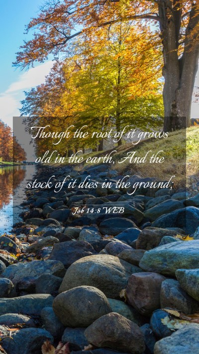 Picture 03 - Job 14:8 WEB Mobile Phone Wallpaper - Though the root of it grows old in the earth, And - Mobile Bible Verse Wallpaper