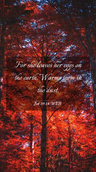 Picture 03 - Job 39:14 WEB Mobile Phone Wallpaper - For she leaves her eggs on the earth, Warms them - Mobile Bible Verse Wallpaper