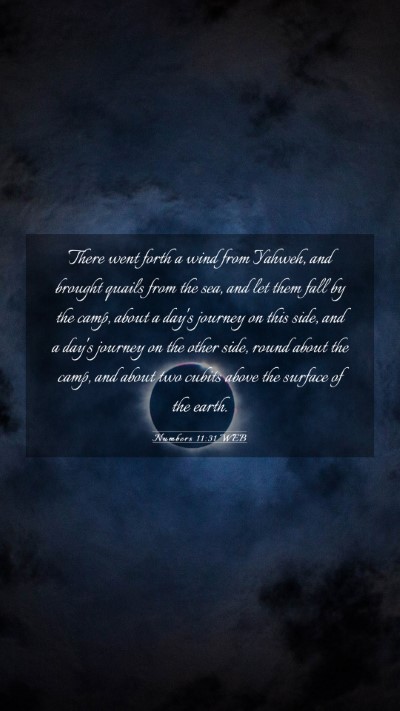 Picture 03 - Numbers 11:31 WEB Mobile Phone Wallpaper - There went forth a wind from Yahweh, and brought - Mobile Bible Verse Wallpaper
