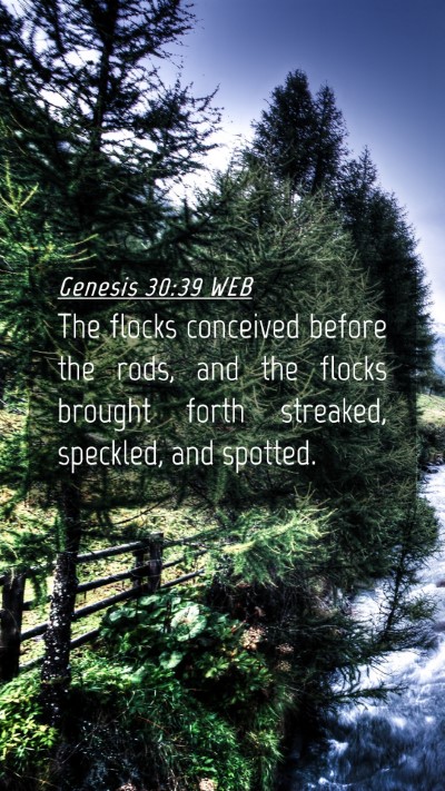 Picture 04 - Genesis 30:39 WEB Mobile Phone Wallpaper - The flocks conceived before the rods, and the - Mobile Bible Verse Wallpaper