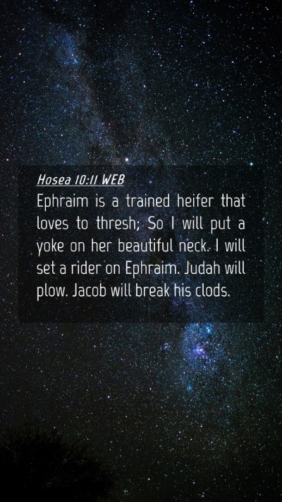 Picture 04 - Hosea 10:11 WEB Mobile Phone Wallpaper - Ephraim is a trained heifer that loves to thresh; - Mobile Bible Verse Wallpaper