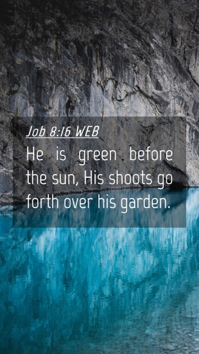 Picture 04 - Job 8:16 WEB Mobile Phone Wallpaper - He is green before the sun, His shoots go forth - Mobile Bible Verse Wallpaper