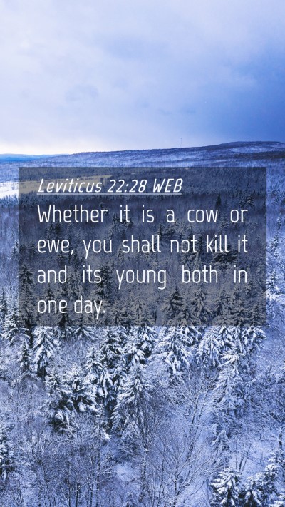 Picture 04 - Leviticus 22:28 WEB Mobile Phone Wallpaper - Whether it is a cow or ewe, you shall not kill it - Mobile Bible Verse Wallpaper