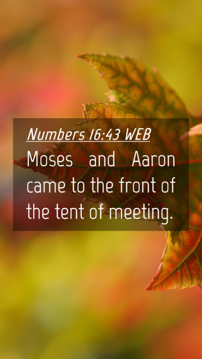 Picture 04 - Numbers 16:43 WEB Mobile Phone Wallpaper - Moses and Aaron came to the front of the tent of - Mobile Bible Verse Wallpaper