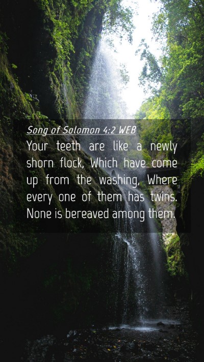 Picture 04 - Song of Solomon 4:2 WEB Mobile Phone Wallpaper - Your teeth are like a newly shorn flock, Which - Mobile Bible Verse Wallpaper