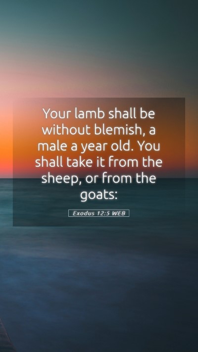 Picture 05 - Exodus 12:5 WEB Mobile Phone Wallpaper - Your lamb shall be without blemish, a male a year - Mobile Bible Verse Wallpaper