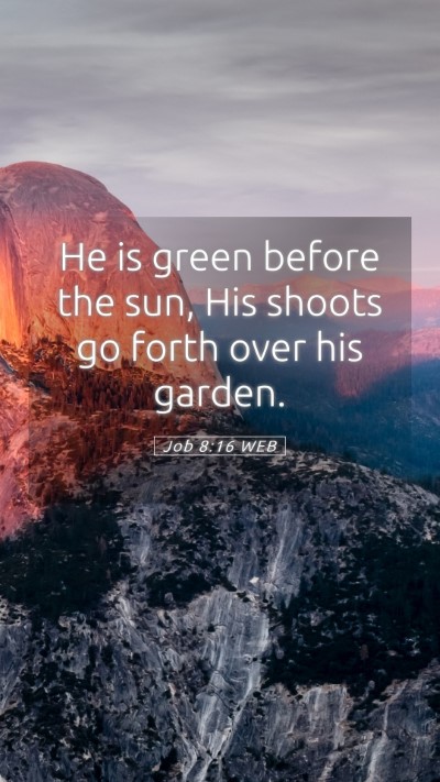 Picture 05 - Job 8:16 WEB Mobile Phone Wallpaper - He is green before the sun, His shoots go forth - Mobile Bible Verse Wallpaper