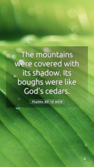 Picture 05 - Psalms 80:10 WEB Mobile Phone Wallpaper - The mountains were covered with its shadow. Its - Mobile Bible Verse Wallpaper