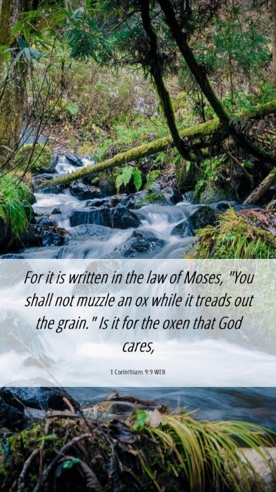 Picture 06 - 1 Corinthians 9:9 WEB Mobile Phone Wallpaper - For it is written in the law of Moses, 