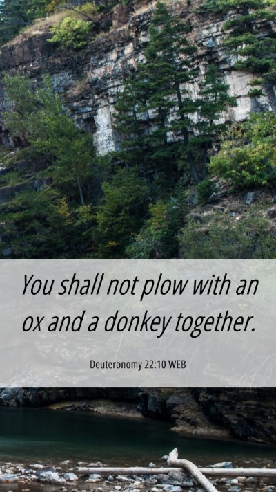 Picture 06 - Deuteronomy 22:10 WEB Mobile Phone Wallpaper - You shall not plow with an ox and a donkey - Mobile Bible Verse Wallpaper