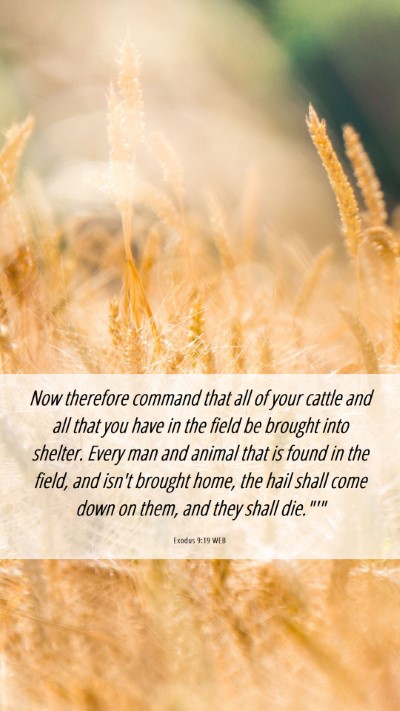 Picture 06 - Exodus 9:19 WEB Mobile Phone Wallpaper - Now therefore command that all of your cattle and - Mobile Bible Verse Wallpaper