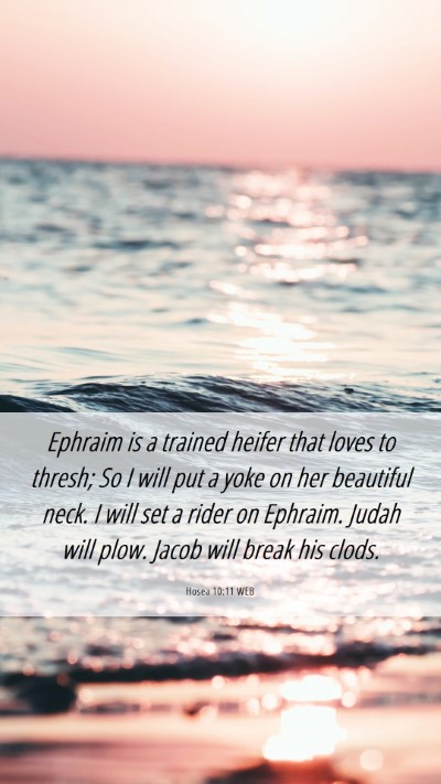 Picture 06 - Hosea 10:11 WEB Mobile Phone Wallpaper - Ephraim is a trained heifer that loves to thresh; - Mobile Bible Verse Wallpaper