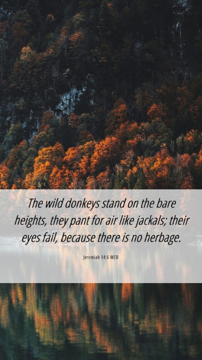 Picture 06 - Jeremiah 14:6 WEB Mobile Phone Wallpaper - The wild donkeys stand on the bare heights, they - Mobile Bible Verse Wallpaper