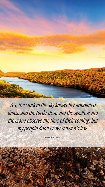 Picture 06 - Jeremiah 8:7 WEB Mobile Phone Wallpaper - Yes, the stork in the sky knows her appointed - Mobile Bible Verse Wallpaper
