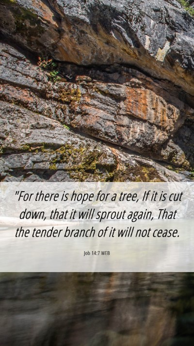 Picture 06 - Job 14:7 WEB Mobile Phone Wallpaper - 