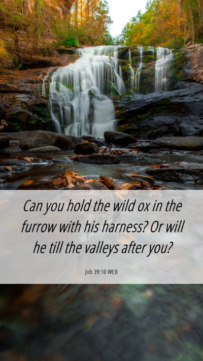 Picture 06 - Job 39:10 WEB Mobile Phone Wallpaper - Can you hold the wild ox in the furrow with his - Mobile Bible Verse Wallpaper