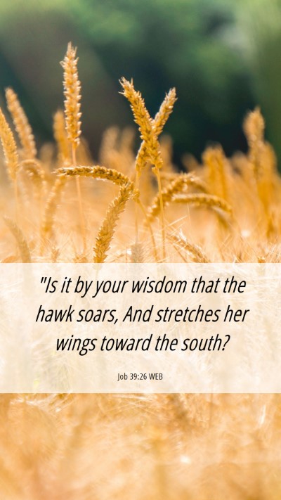Picture 06 - Job 39:26 WEB Mobile Phone Wallpaper - 