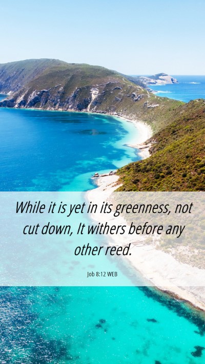 Picture 06 - Job 8:12 WEB Mobile Phone Wallpaper - While it is yet in its greenness, not cut down, - Mobile Bible Verse Wallpaper