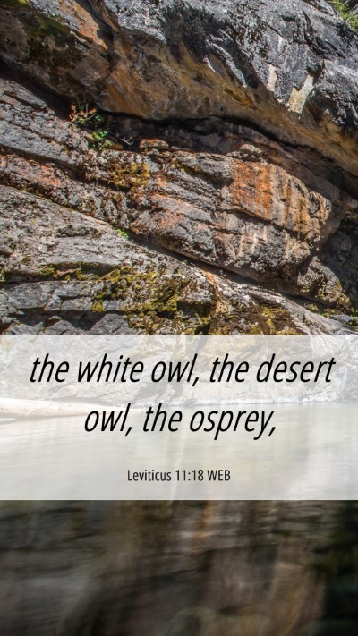 Picture 06 - Leviticus 11:18 WEB Mobile Phone Wallpaper - the white owl, the desert owl, the - Mobile Bible Verse Wallpaper