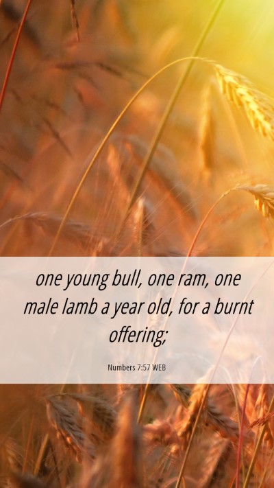 Picture 06 - Numbers 7:57 WEB Mobile Phone Wallpaper - one young bull, one ram, one male lamb a year - Mobile Bible Verse Wallpaper