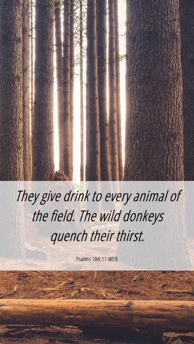 Picture 06 - Psalms 104:11 WEB Mobile Phone Wallpaper - They give drink to every animal of the field. The - Mobile Bible Verse Wallpaper