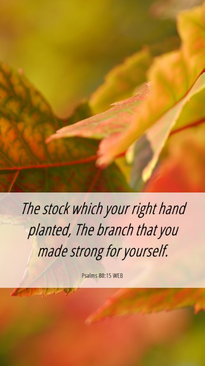Picture 06 - Psalms 80:15 WEB Mobile Phone Wallpaper - The stock which your right hand planted, The - Mobile Bible Verse Wallpaper