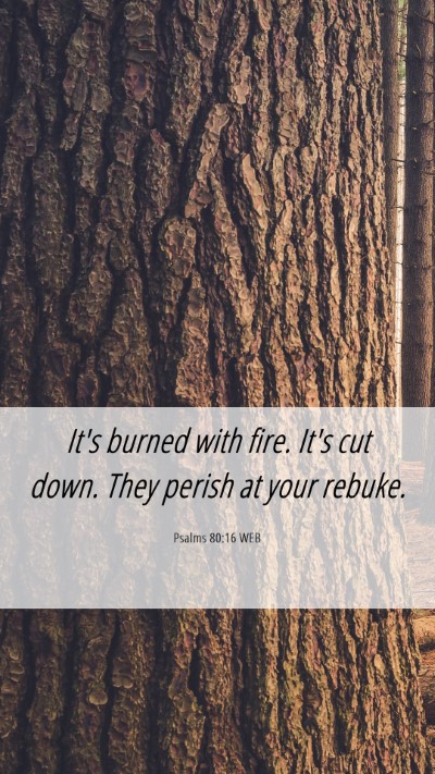 Picture 06 - Psalms 80:16 WEB Mobile Phone Wallpaper - It's burned with fire. It's cut down. They perish - Mobile Bible Verse Wallpaper