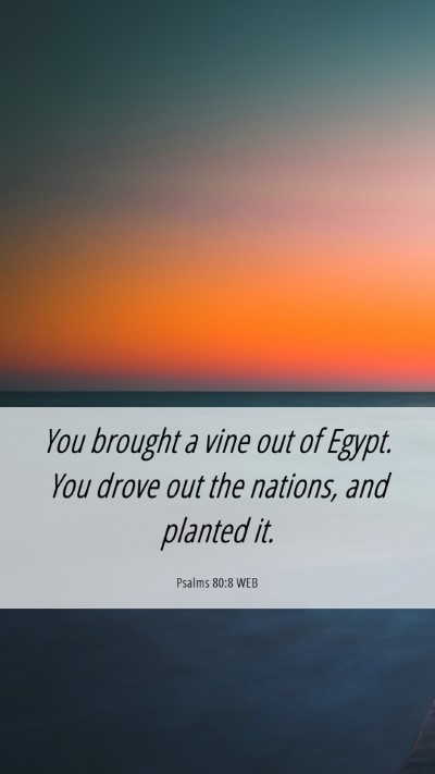 Picture 06 - Psalms 80:8 WEB Mobile Phone Wallpaper - You brought a vine out of Egypt. You drove out - Mobile Bible Verse Wallpaper