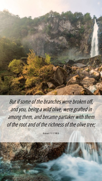Picture 06 - Romans 11:17 WEB Mobile Phone Wallpaper - But if some of the branches were broken off, and - Mobile Bible Verse Wallpaper