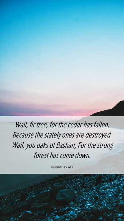 Picture 06 - Zechariah 11:2 WEB Mobile Phone Wallpaper - Wail, fir tree, for the cedar has fallen, Because - Mobile Bible Verse Wallpaper