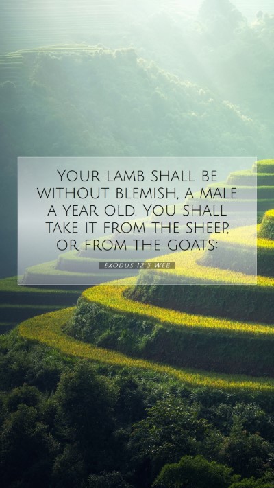 Picture 07 - Exodus 12:5 WEB Mobile Phone Wallpaper - Your lamb shall be without blemish, a male a year - Mobile Bible Verse Wallpaper
