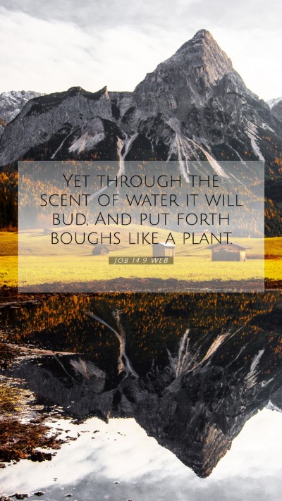 Picture 07 - Job 14:9 WEB Mobile Phone Wallpaper - Yet through the scent of water it will bud, And - Mobile Bible Verse Wallpaper